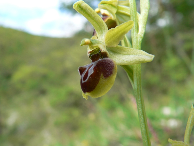 Ophrys cfr. araneola